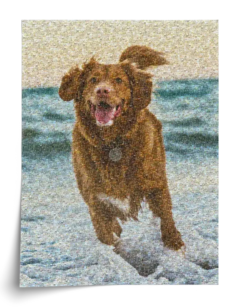 Poster verticale a mosaico fotografico con un cane marrone che corre in riva al mare
